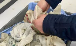 İstanbul Havalimanı'nda kaçak sülük operasyonu... 90 bin canlı tıbbi sülük ele geçirildi