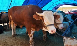 Keçiören'de kurban satış alanı başvuruları başlıyor