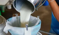 Çiğ süt üreticilerine ilave destek! Mesleki yeterlilik şartı getirildi