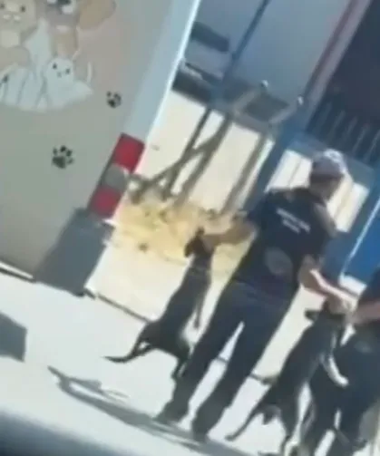 Düzce’de sokak köpeklerinin toplanma görüntüleri sosyal medyada tepki çekti