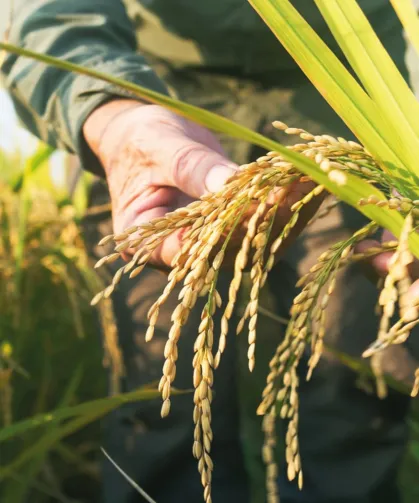 TMO çeltik alım fiyatlarını açıkladı... Alımlar ayın 26'sında başlıyor