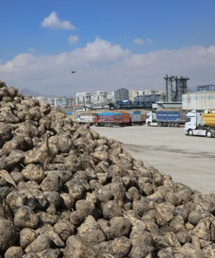Üretici ortaklara pancar bedelleri ödeniyor