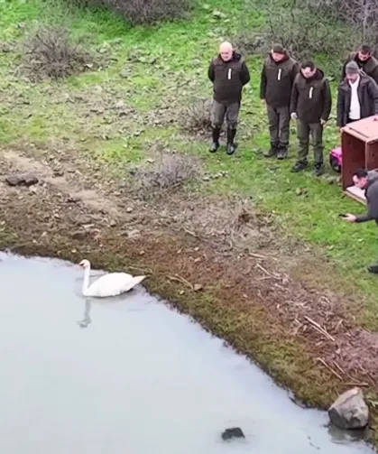 Ankara'da güçten düşen kuğu, Edirne'de doğaya salındı