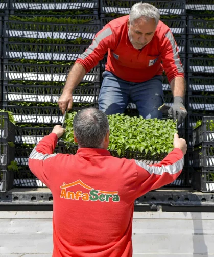 Ankara Büyükşehir'den çiftçilere 624 bin fide desteği
