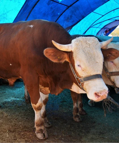 Keçiören'de kurban satış alanı başvuruları başlıyor