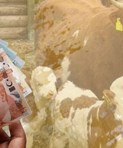 Çiftçiye 350,9 milyon TL destek ödemesi hesaplarda