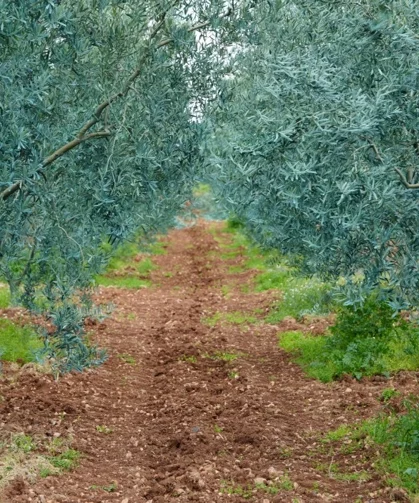 Eskişehir'de 'Dorlion Zeytinyağı' kalitesini ödüllerle tescilledi