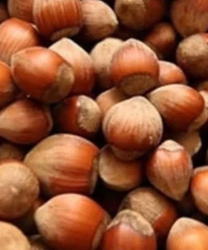 Fındık üreticisi zor durumda!