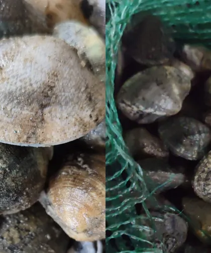 Kapıkule'de 840 kilo canlı akivades ele geçirildi! 1 milyon TL ceza kesildi