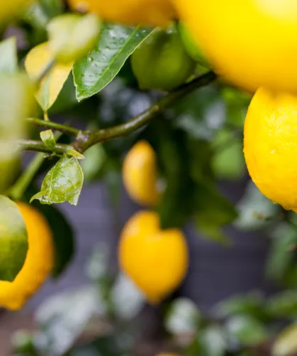 Türkiye'nin limon ihracatı 22 yılda 2,5 kat arttı