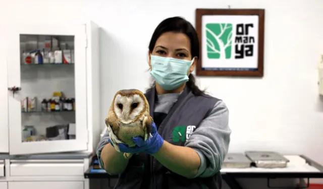 Ormanya yaban hayvanlarına umut oluyor