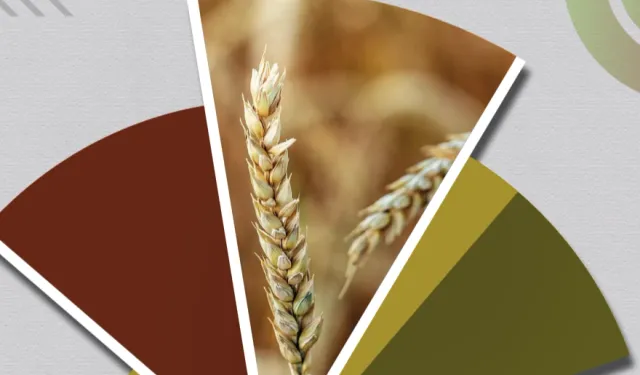 Hububat ve bakliyatta ekilişler gecikti, gelişim yavaşladı... TMO'dan fenolojik rapor alarmı!