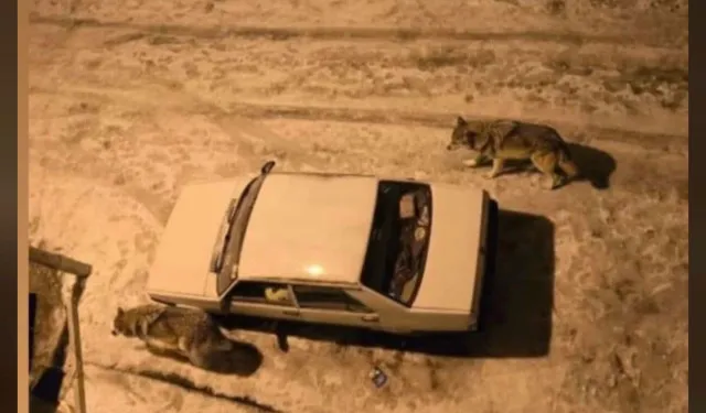 Yoğun kar sonrası kurtlar şehir merkezine indi