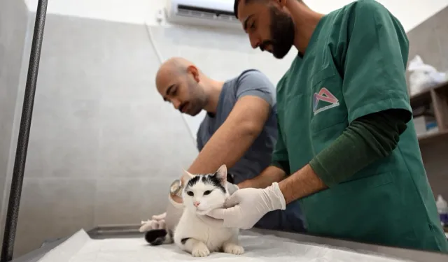 Kediler bu merkezde kısırlaştırılacak