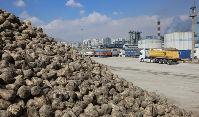 Üretici ortaklara pancar bedelleri ödeniyor
