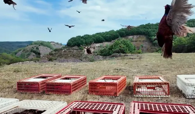 Doğal mücadelede yeni hamle... 51 bin keklik ve sülün doğaya salınacak