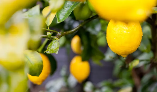 Türkiye'nin limon ihracatı 22 yılda 2,5 kat arttı