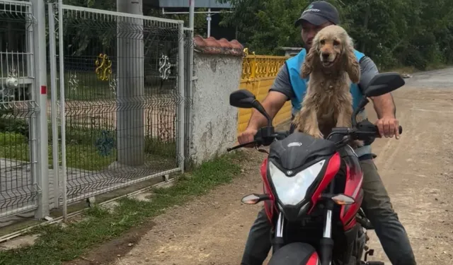 Düzce'de bir an olsun sahibi yalnız bırakmayan köpek gülümsetti