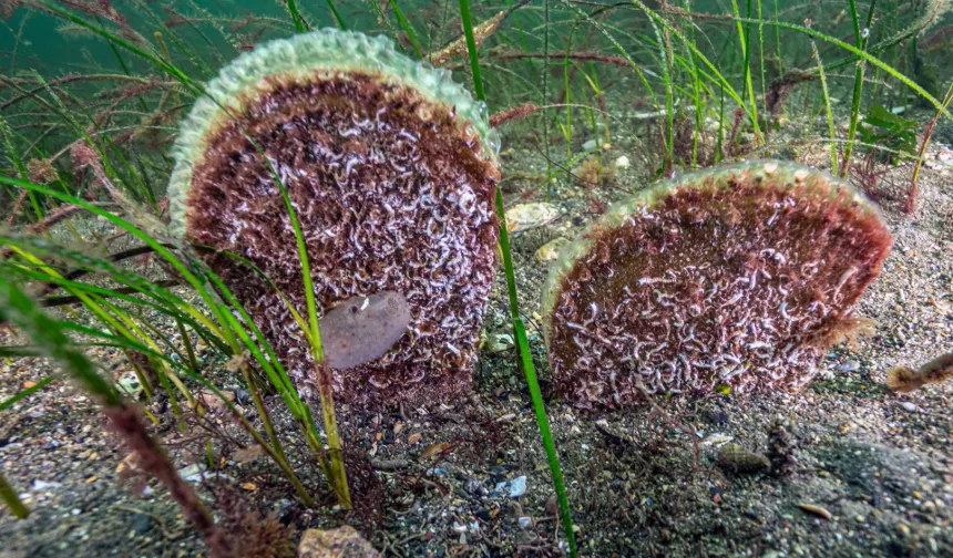Marmara'dan umut veren keşif! Eskihisar Kalesi dibinde pina popülasyonu