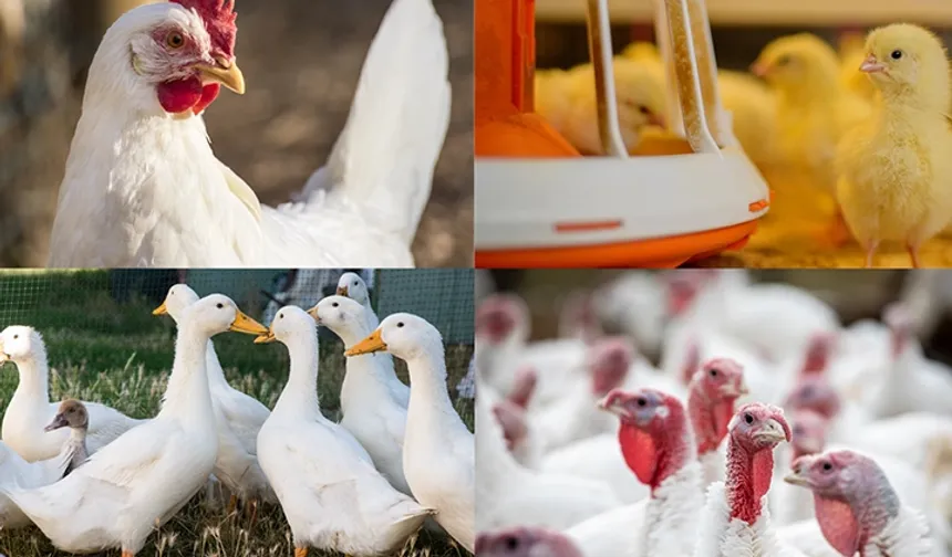 Kanatlı işletmelerinde biyogüvenlik kuralları güncellendi