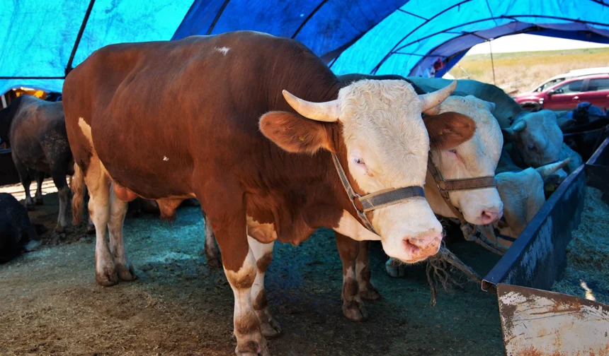 Keçiören'de kurban satış alanı başvuruları başlıyor
