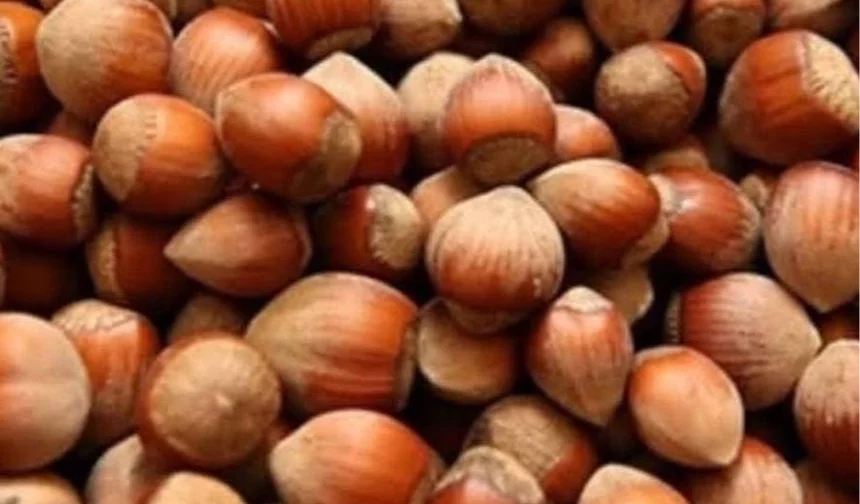 Fındık üreticisi zor durumda!