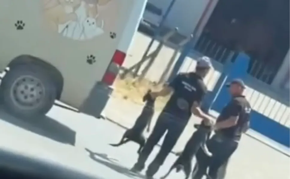 Düzce’de sokak köpeklerinin toplanma görüntüleri sosyal medyada tepki çekti