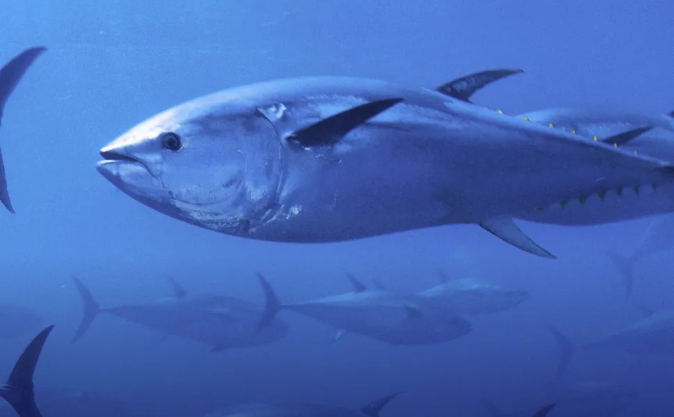 Mavi yüzgeçli orkinos kotası yüzde 20 arttı!