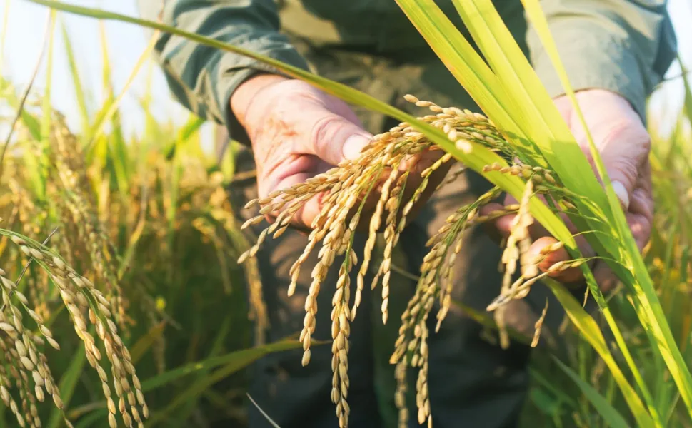 TMO çeltik alım fiyatlarını açıkladı... Alımlar ayın 26'sında başlıyor