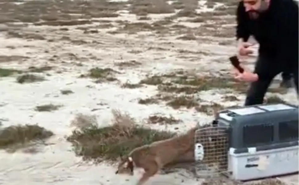 Aydın'da ağır yaralı bulunmuştu... İzmir'den sağlıklı şekilde doğaya salındı