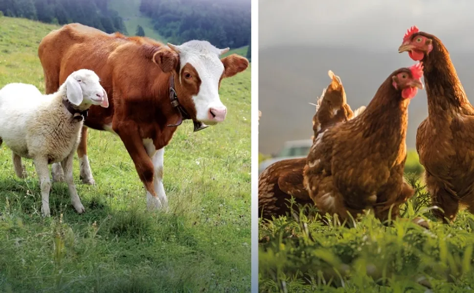 Hayvansal üretimde yükseliş... Sığırdan bala kadar artış var