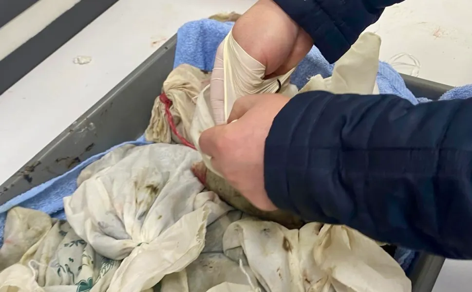 İstanbul Havalimanı'nda kaçak sülük operasyonu... 90 bin canlı tıbbi sülük ele geçirildi