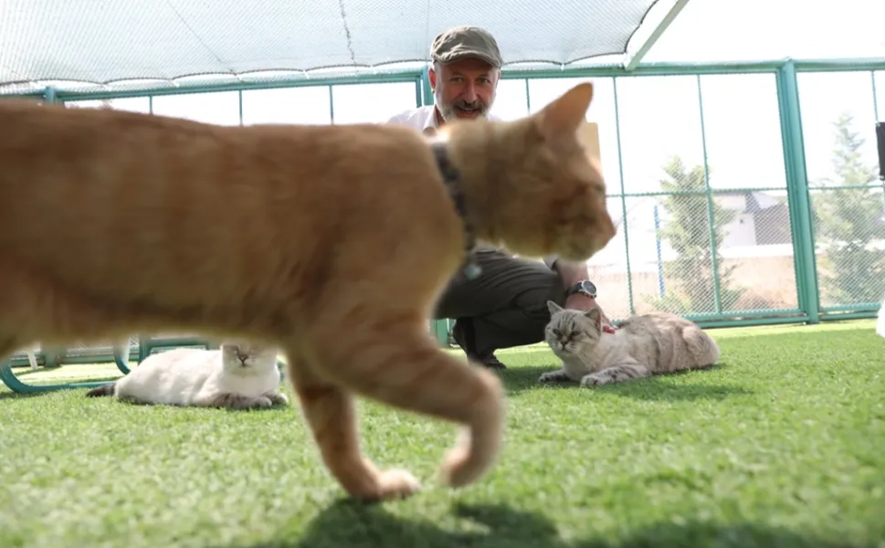 Küçük Dostlar Kedi Kasabası rekor ziyaretçiye ulaştı