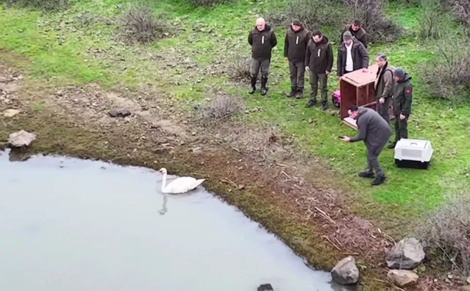 Ankara'da güçten düşen kuğu, Edirne'de doğaya salındı