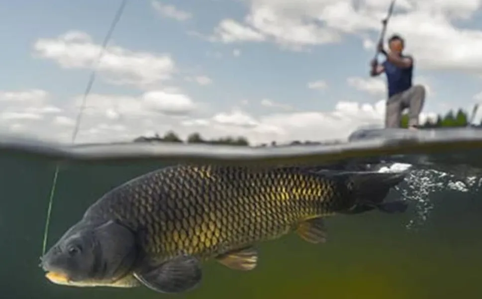İç sularda sazangiller için av yasağı başladı