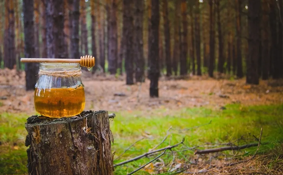 Türk çam balı için Ar-Ge atağı