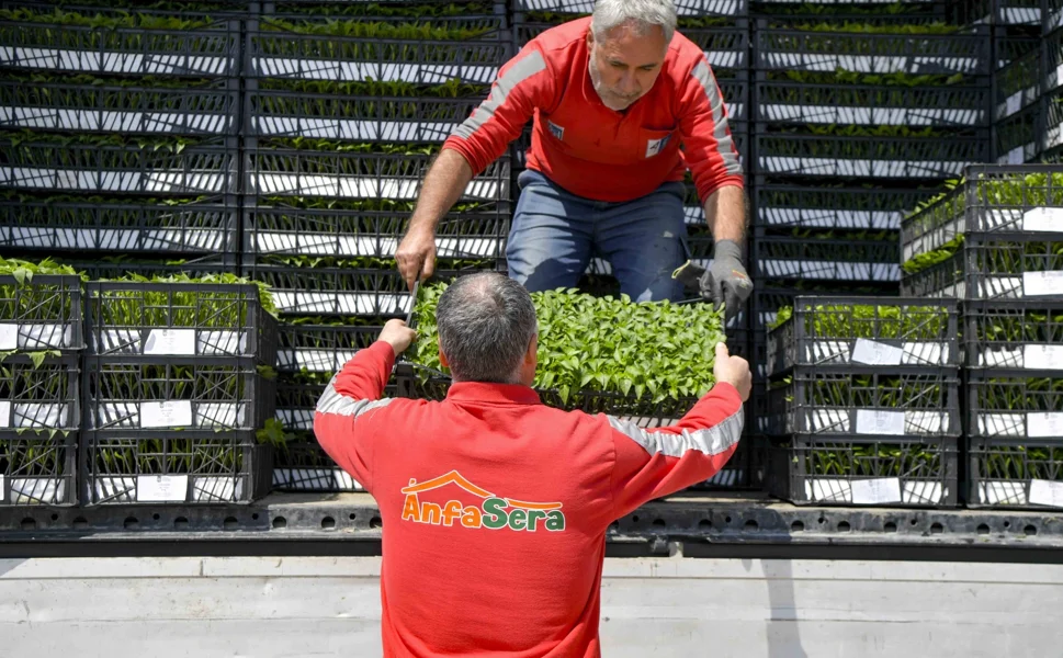 Ankara Büyükşehir'den çiftçilere 624 bin fide desteği