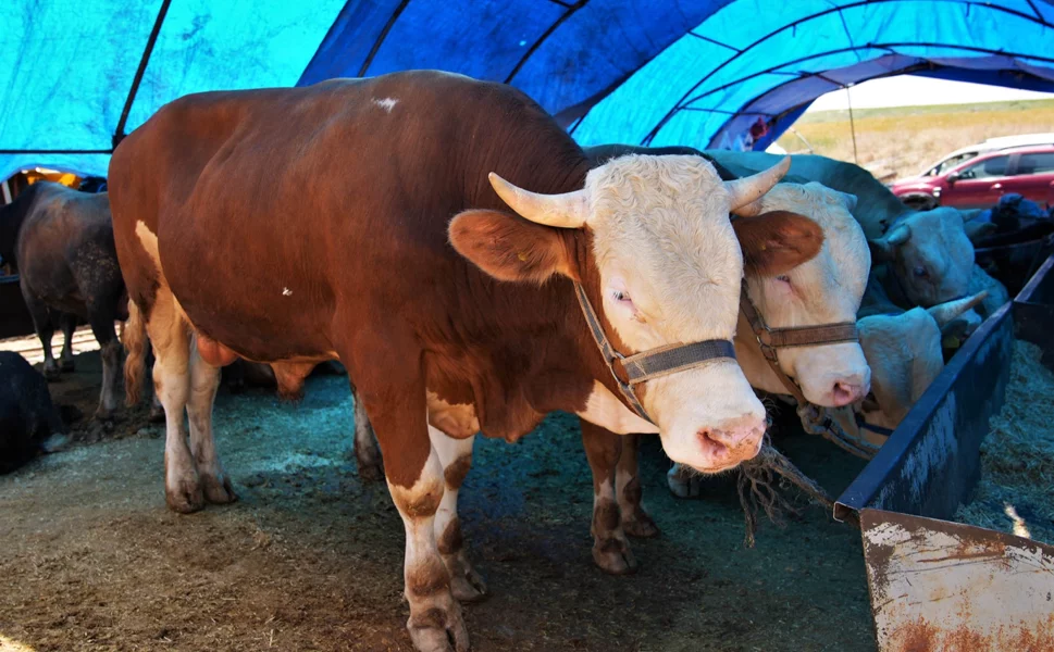 Keçiören'de kurban satış alanı başvuruları başlıyor