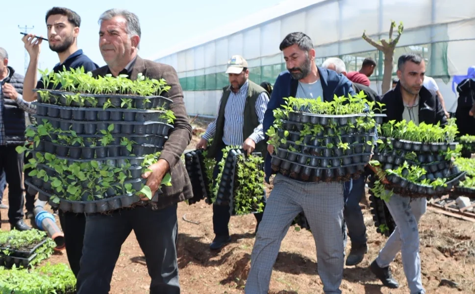 Çiftçiye 1 milyon fide desteği