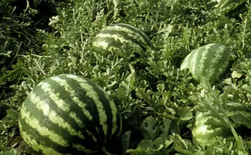 Tarım ÜFE'de yıllık artış yüzde 36,09'a ulaştı