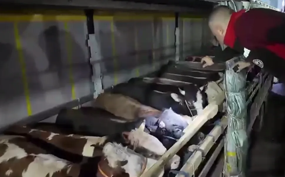 Kurban Bayramı öncesi canlı hayvan kontrolüne sıkı denetim