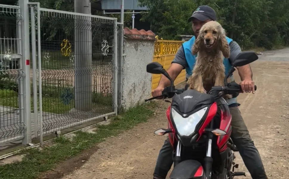 Düzce'de bir an olsun sahibi yalnız bırakmayan köpek gülümsetti
