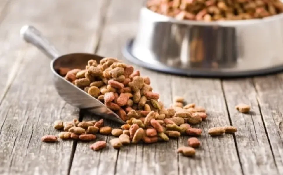 Yeni yapılan 31 bilimsel araştırmaya göre, vegan köpek maması ve vegan kedi mamasının iyi sindirildiğini ortaya koydu