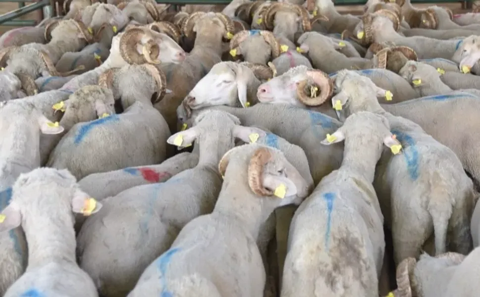 Hayvan varlığı verileri belli oldu... Koyun sayısı yüzde 6 arttı